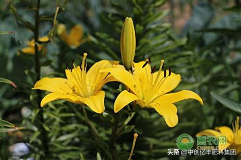 百合花有毒嗎 大燕子